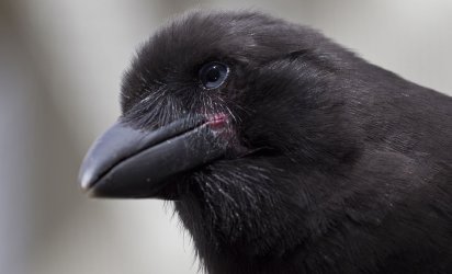 'Alalā Reintroduction Community Inquiry Program